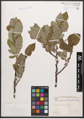 Salix calcicola Fernald & Wiegand